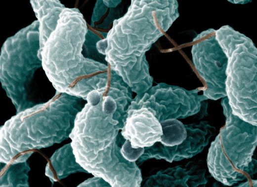 Campylobacter jejuni