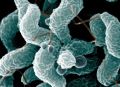 Campylobacter jejuni