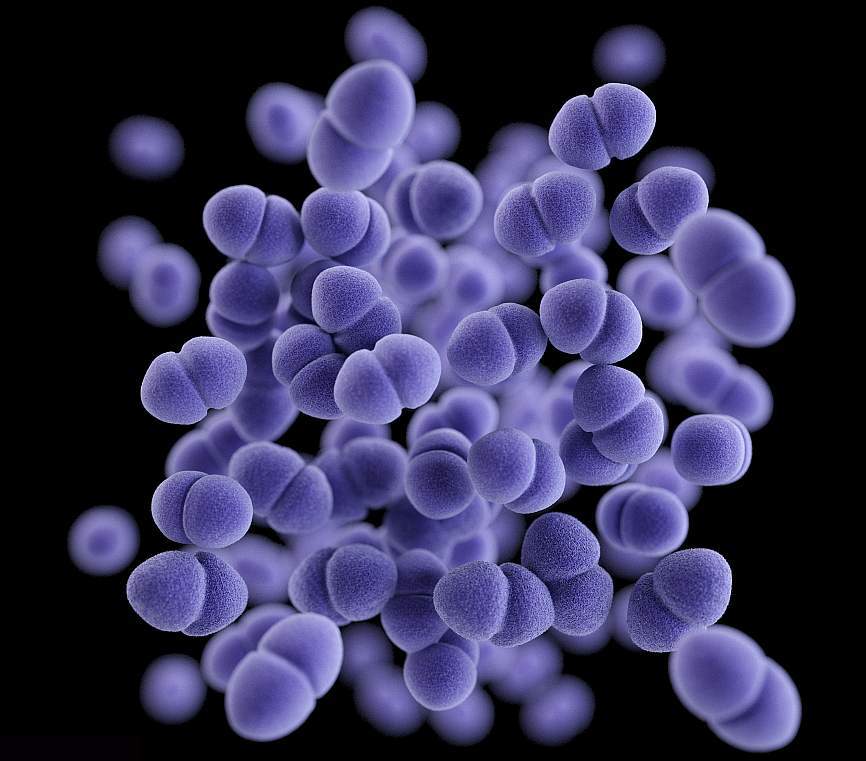 Enterobacteriaceae