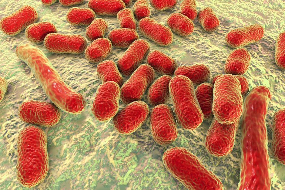 acinetobacter