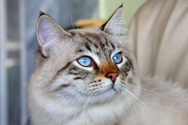 Шерсть в желудке у кошки
