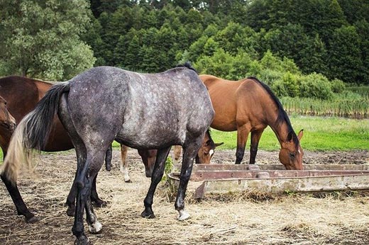 Производителям разрешат добавлять ветпрепараты в корма животным