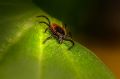 Ixodes