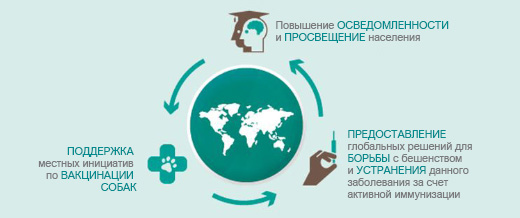 10 фактов, которые вы должны знать о бешенстве