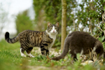 С какой скоростью бегают кошки