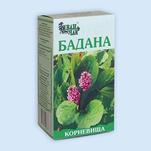 Бадана корневища