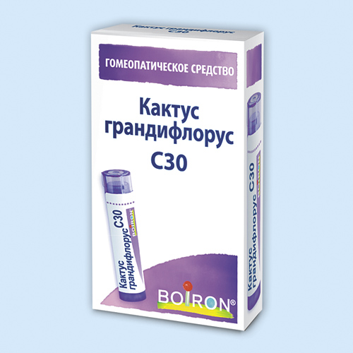 Кактус грандифлорус